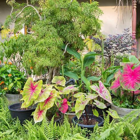 Idor Holidays Sri Jayewardenepura Kotte Εξωτερικό φωτογραφία